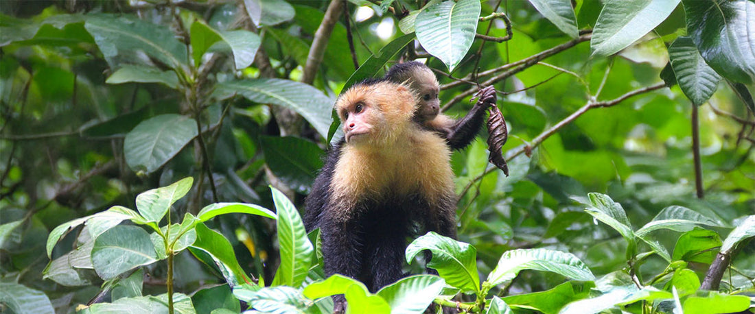 The Monkeys of Manuel Antonio: Meet the Locals