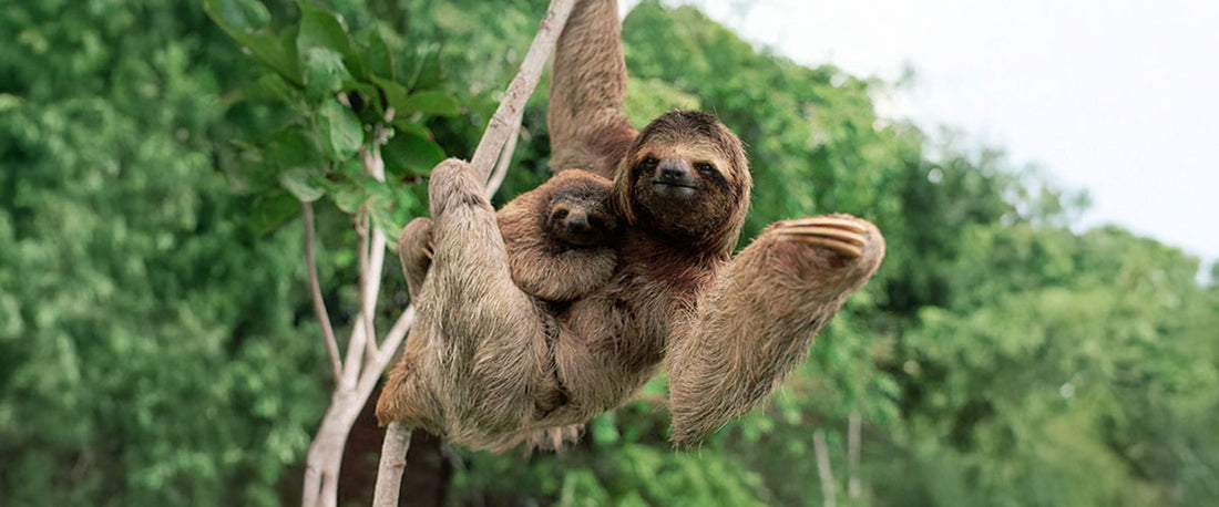 Sloths in Manuel Antonio: A Tropical Treasure