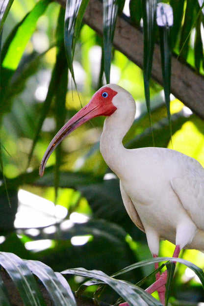 Isla Damas Mangrove Tour