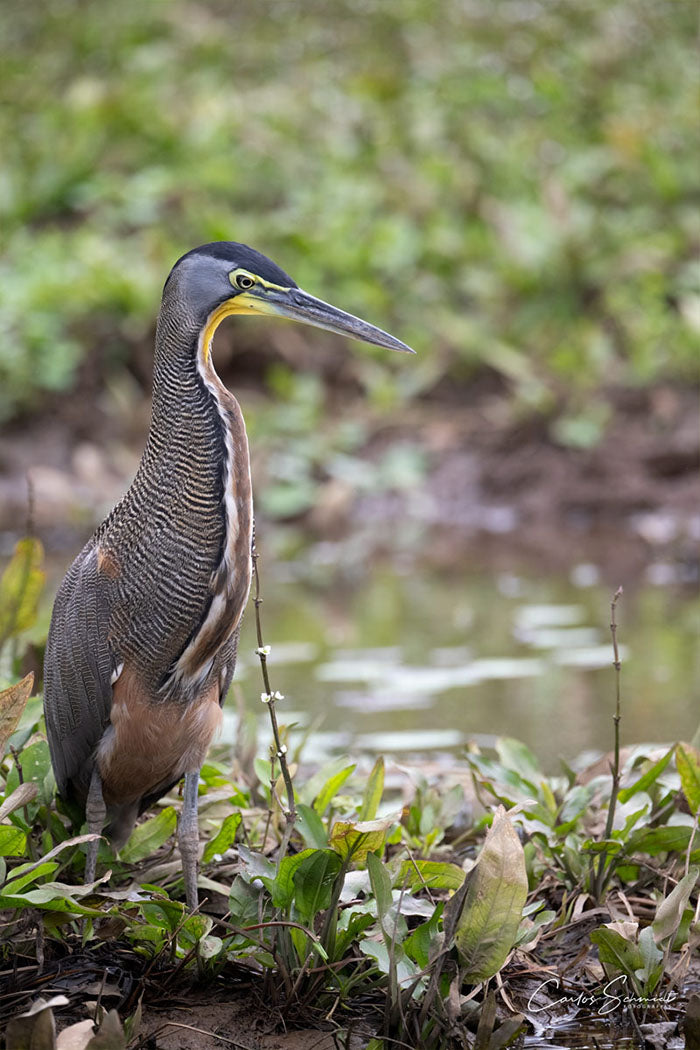 Isla Damas Mangrove Tour