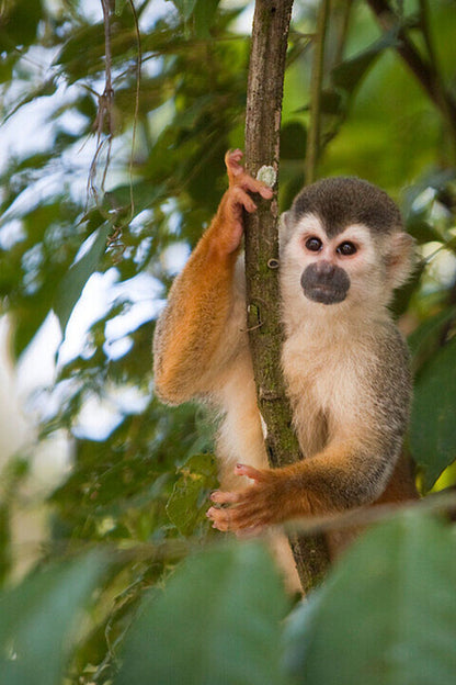 Manuel Antonio National Park Tour