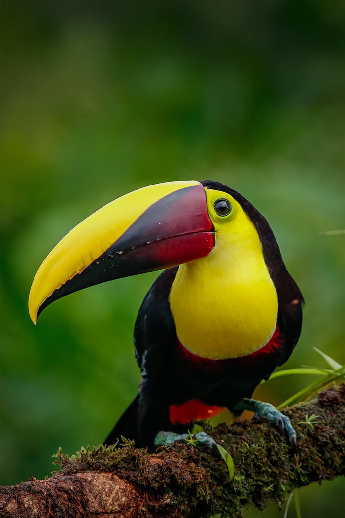 Manuel Antonio National Park Tour