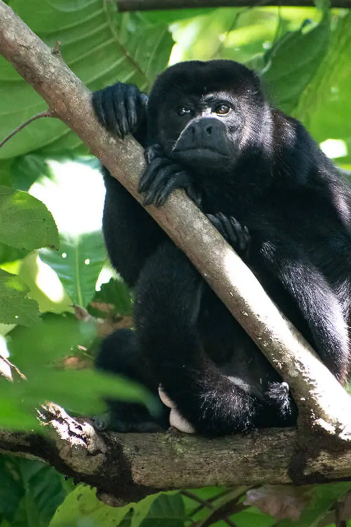 Manuel Antonio National Park Tour